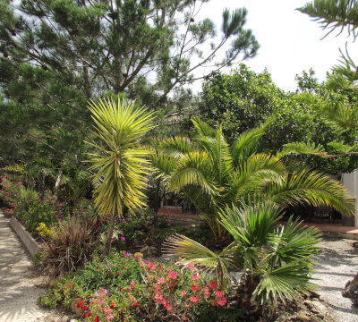 photo of a part of an andalusian garden in Canillas de Aceituno with palms maintained by Moore Propert Services